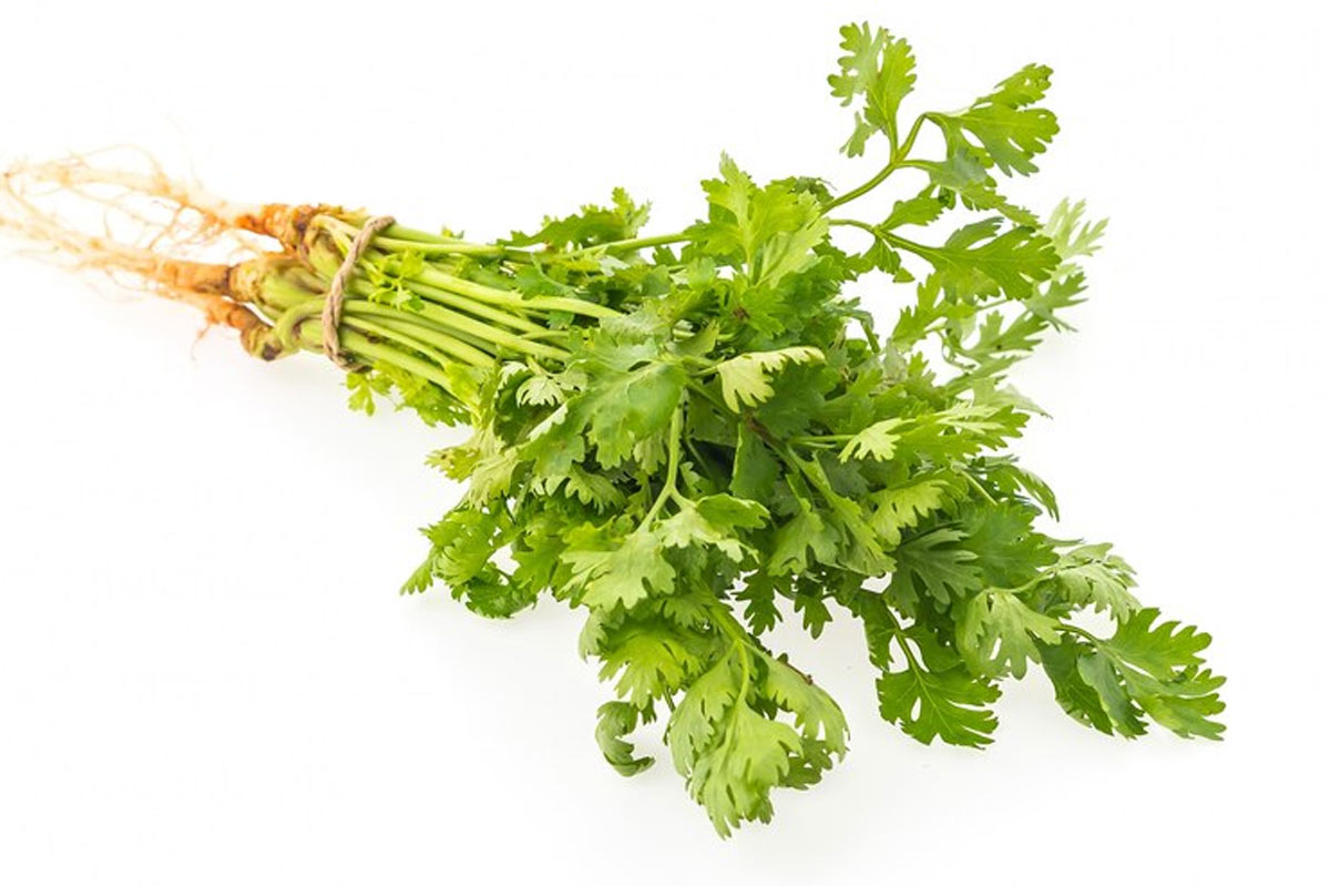 benefits of coriander leaves