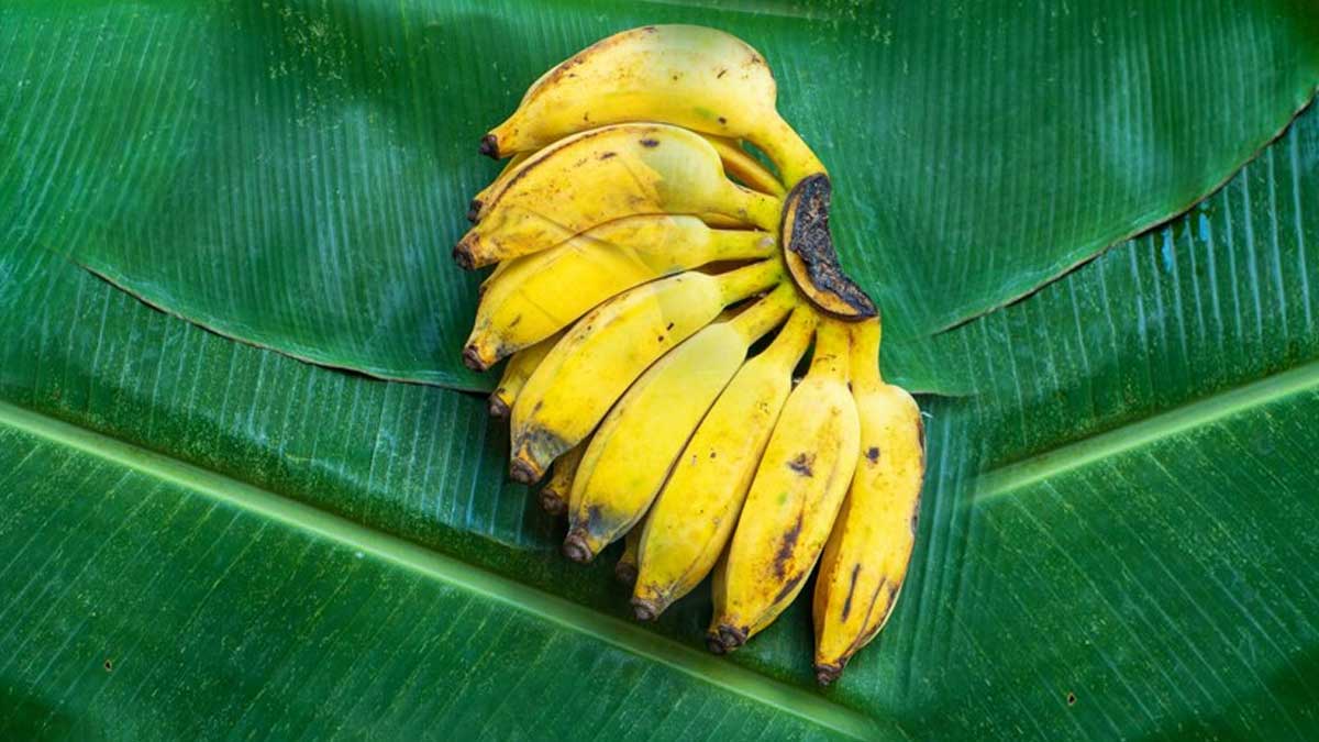 ripe-banana