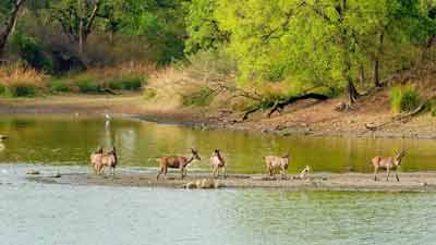 आंध्र प्रदेश जाएं तो जरूर घूम आएं ये वाइल्डलाइफ सैन्चुरी | wildlife  sanctuaries in andhra pradesh | HerZindagi