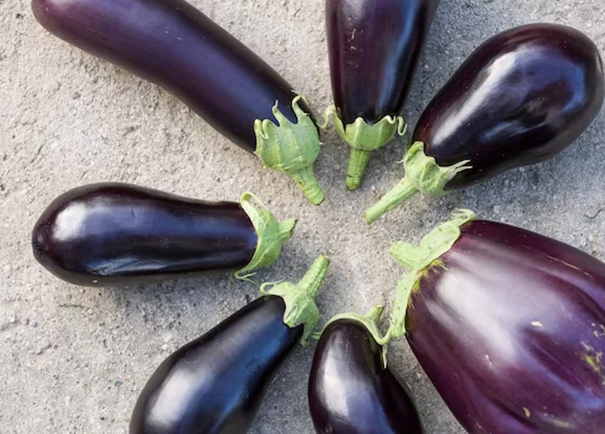 brinjal-side-effects