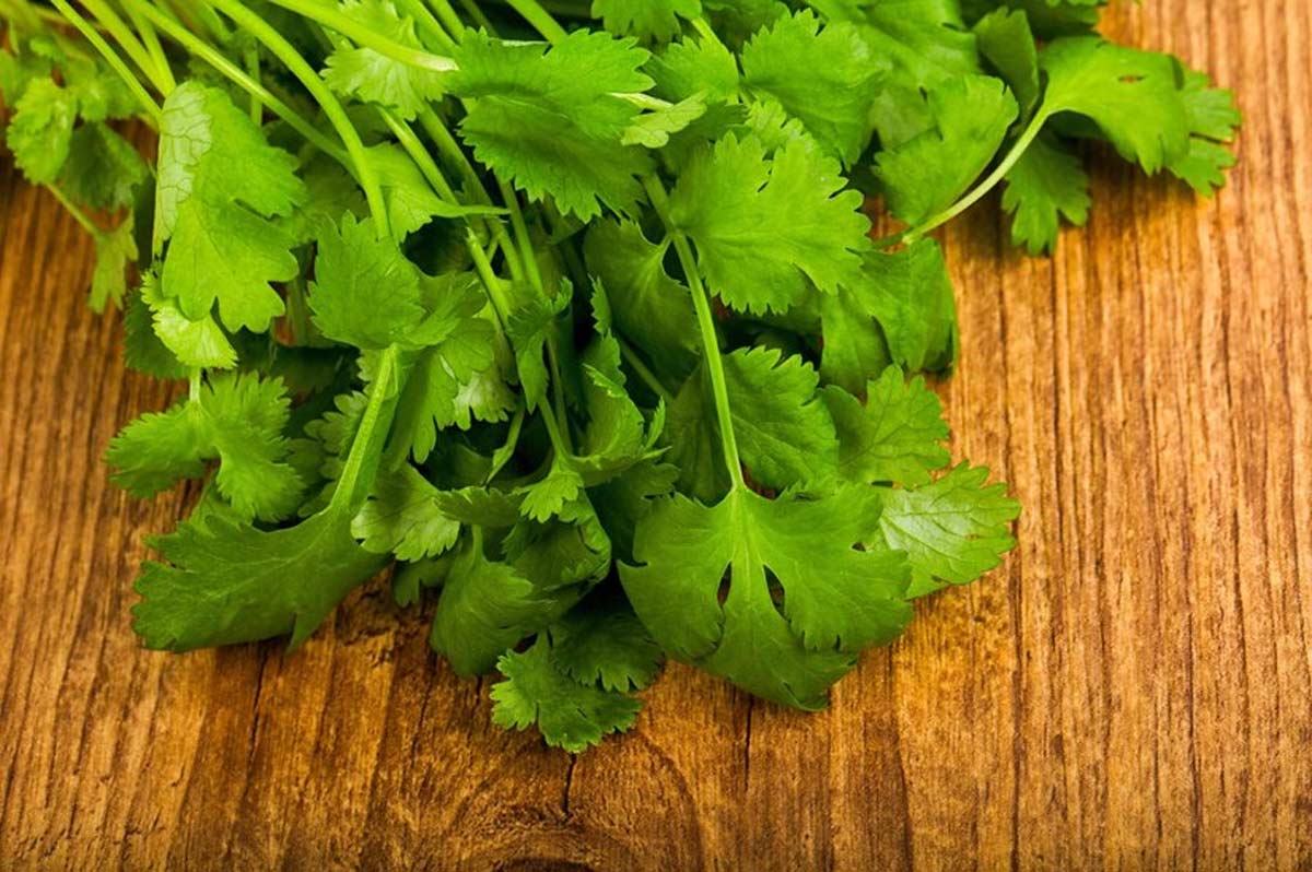 கொத்தமல்லி இலையில் இவ்வளவு ஆரோக்கிய நன்மைகள் இருக்கா! health benefits