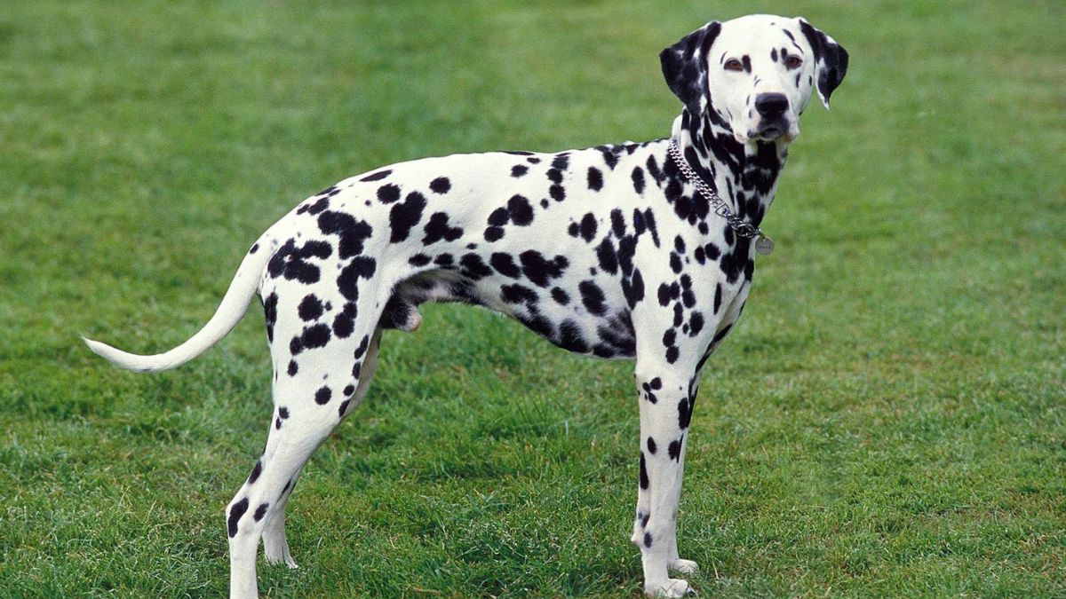 dalmation facts
