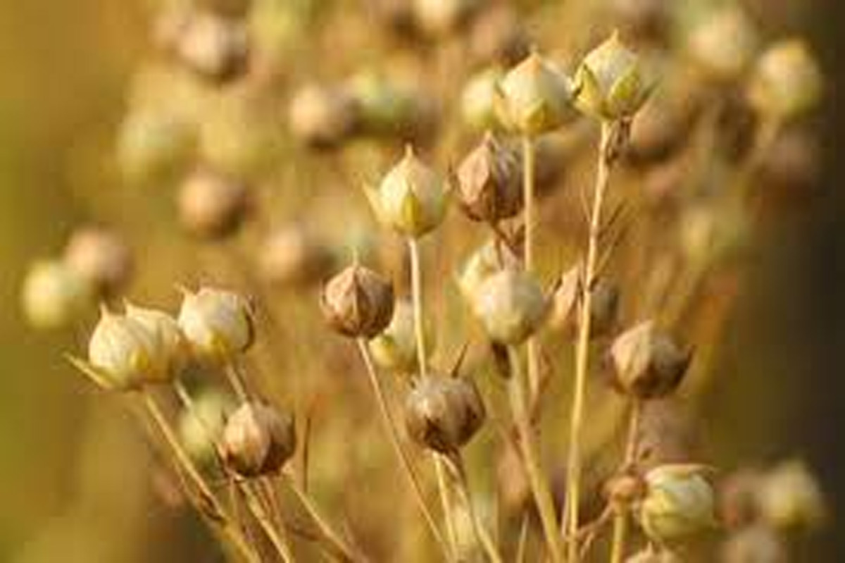 flax seed to grow in hindi