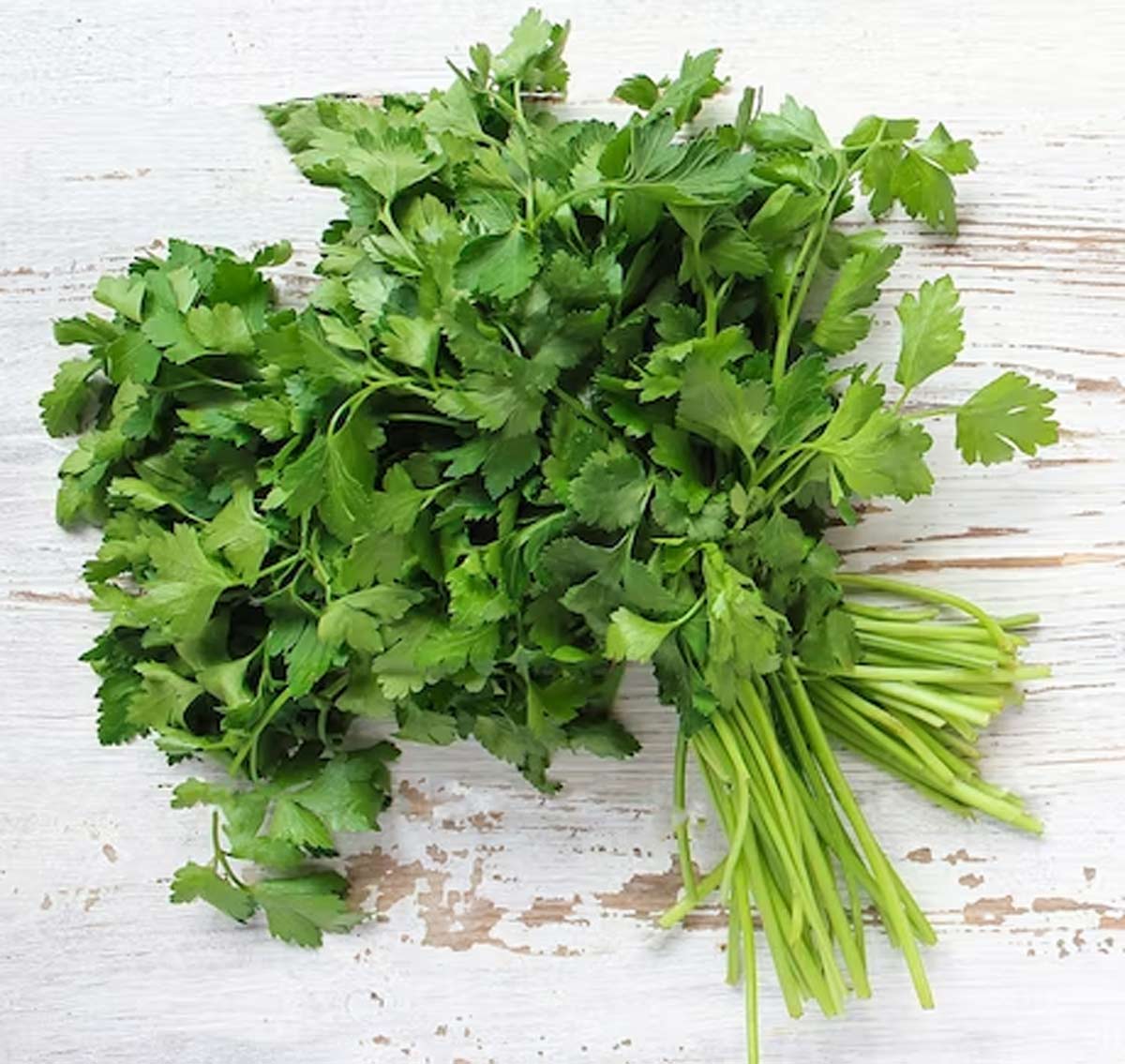 fresh coriande leavesr