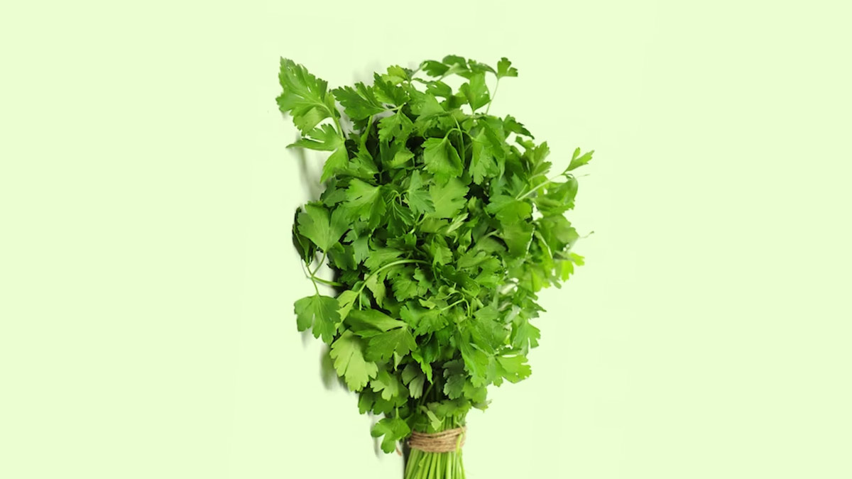 coriander-leaves