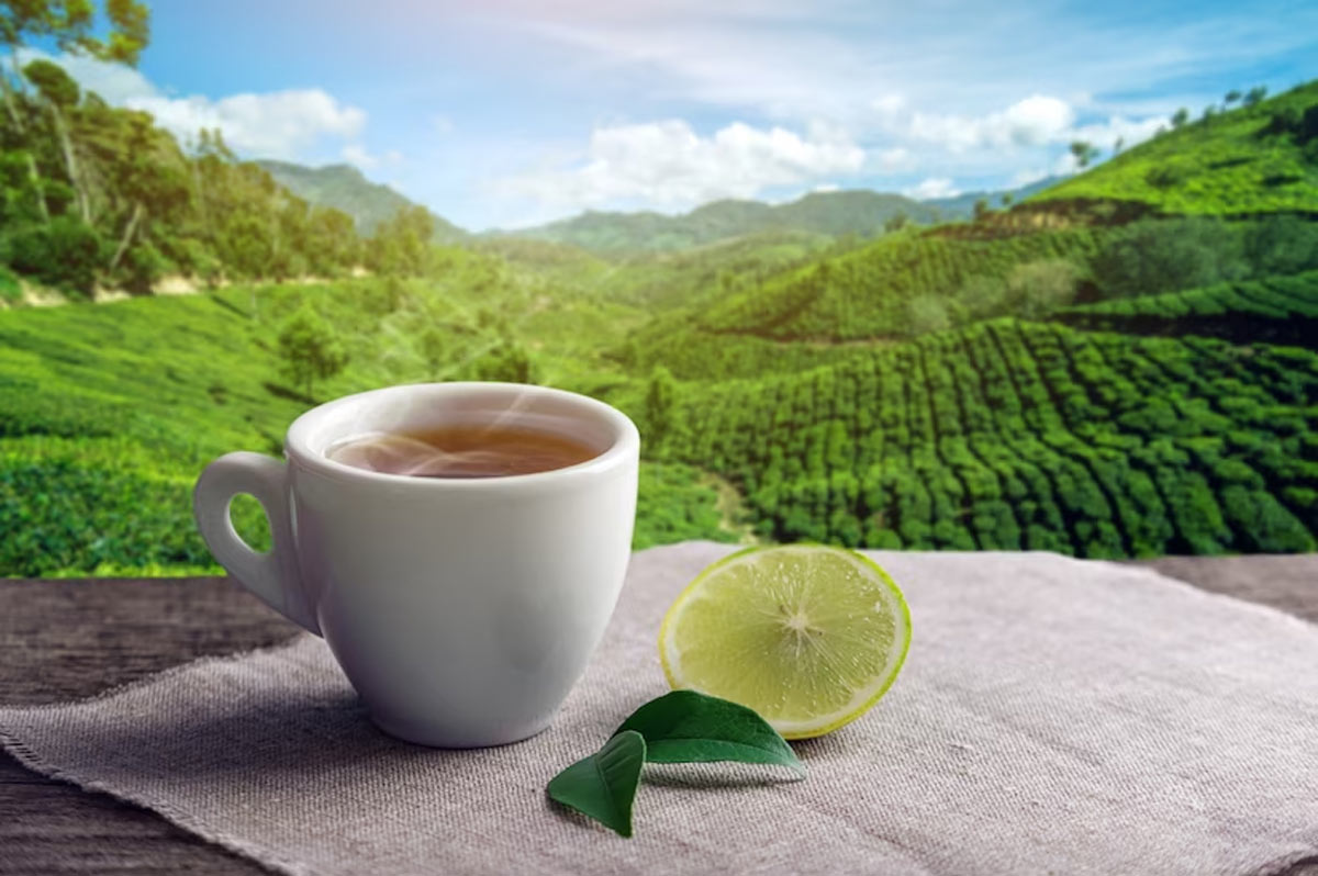 green-tea-during-pregnancy