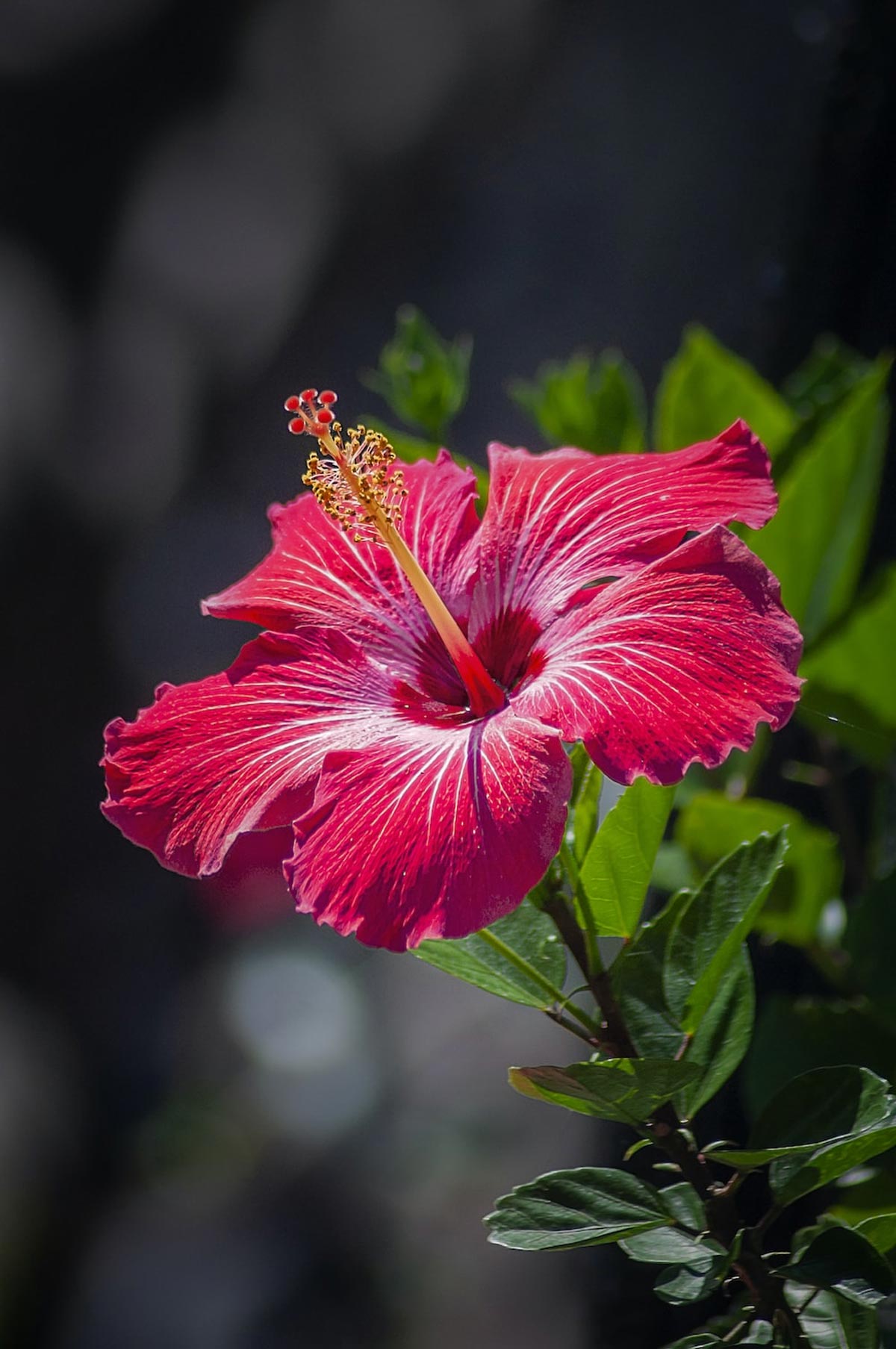 how to make hibiscus hair mask