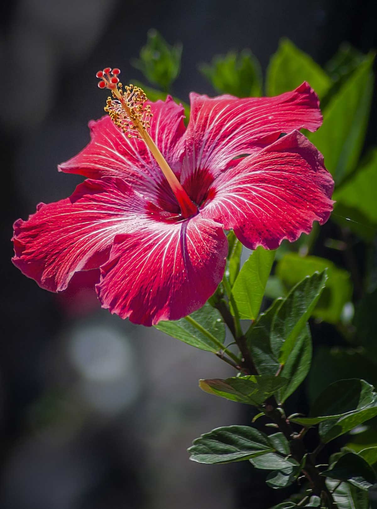 how to make hibiscus mask for long hair