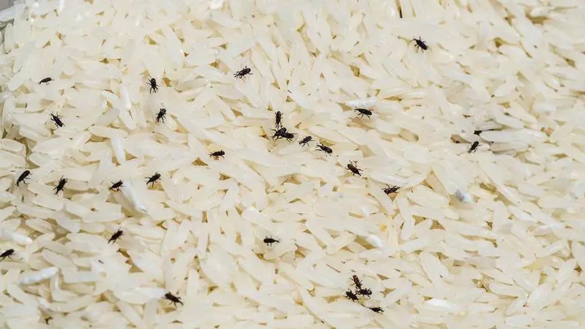 how to prevent rice from infestation