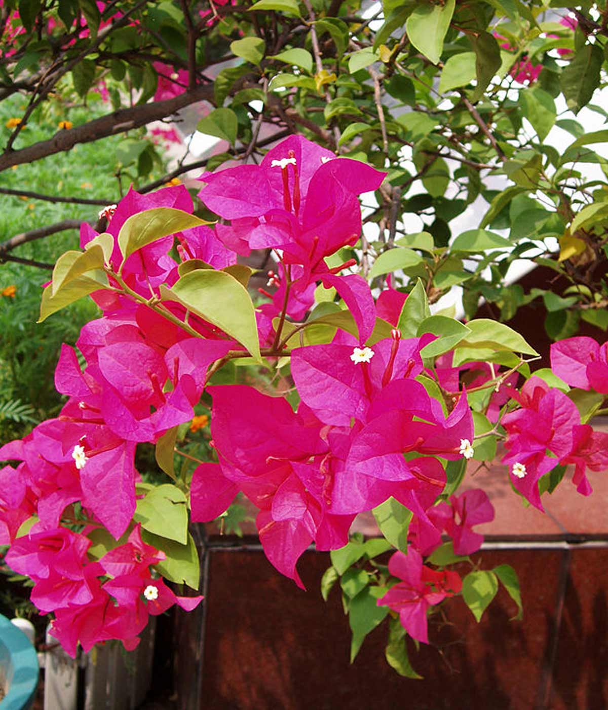 how to take care of bougainvillea plant
