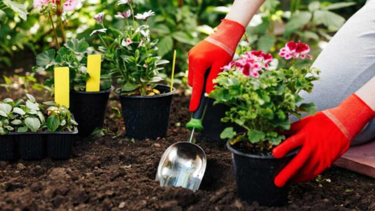 know low maintenance plants flowers