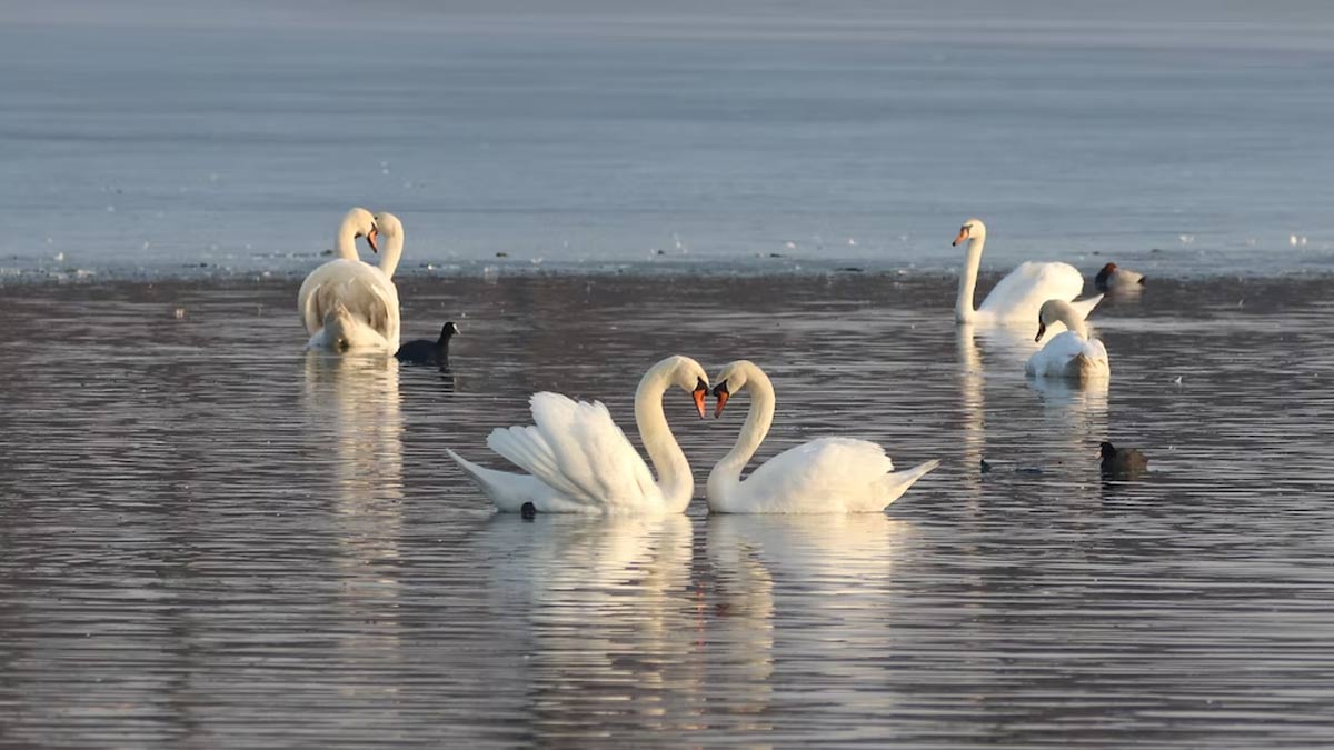 love bird photo on bedroom