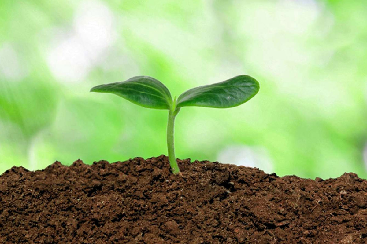 low maintenance indoor seed