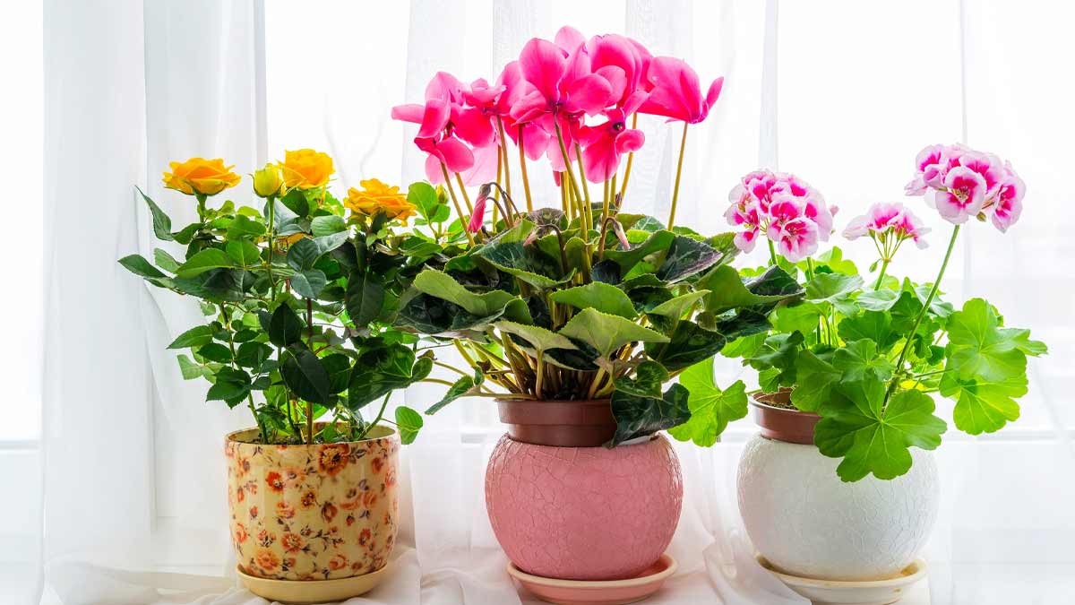 low maintenance plants