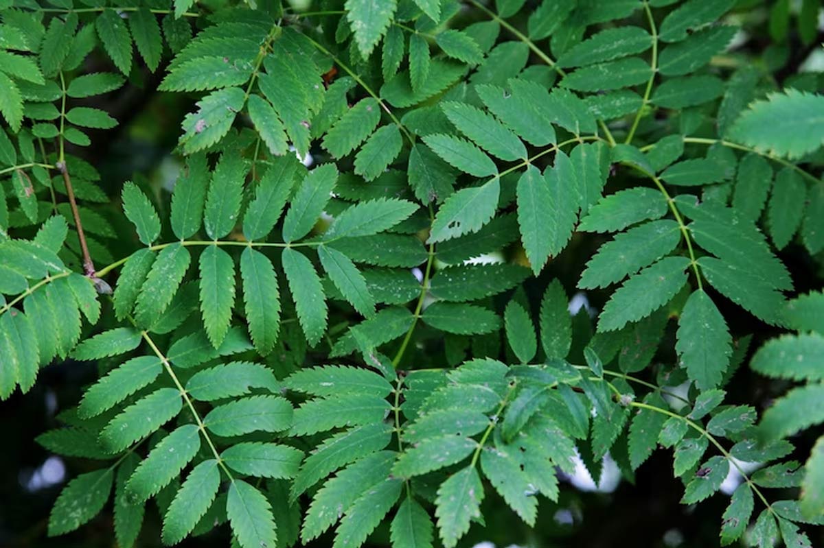 neem for white teeth