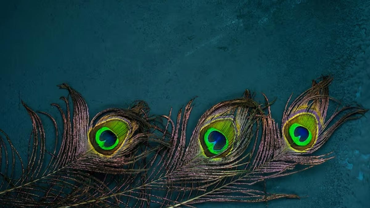 peacock feather in home will strenthen moon