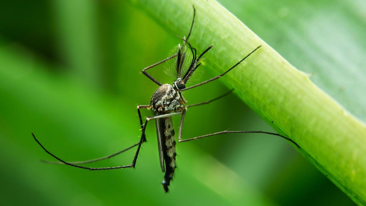plants list that repel mosquitoes
