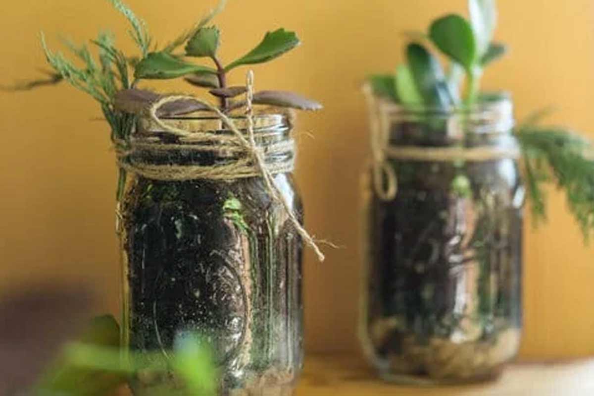 plants that can grow in glass bottles in hindi