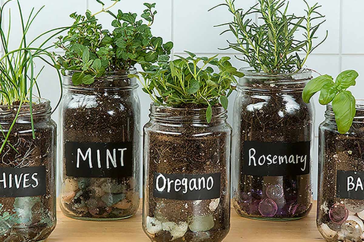 plants that can grow in glass bottles