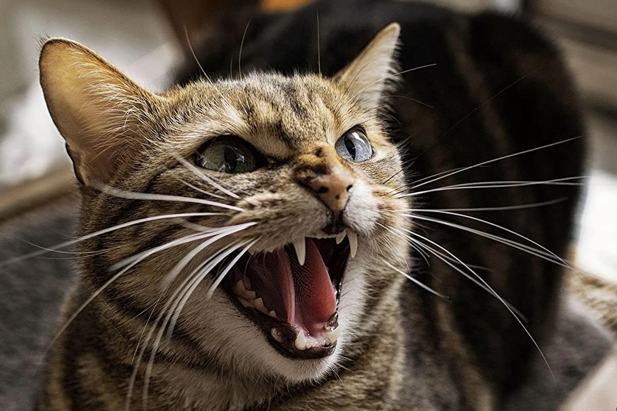 seeing angry animals in morning signs