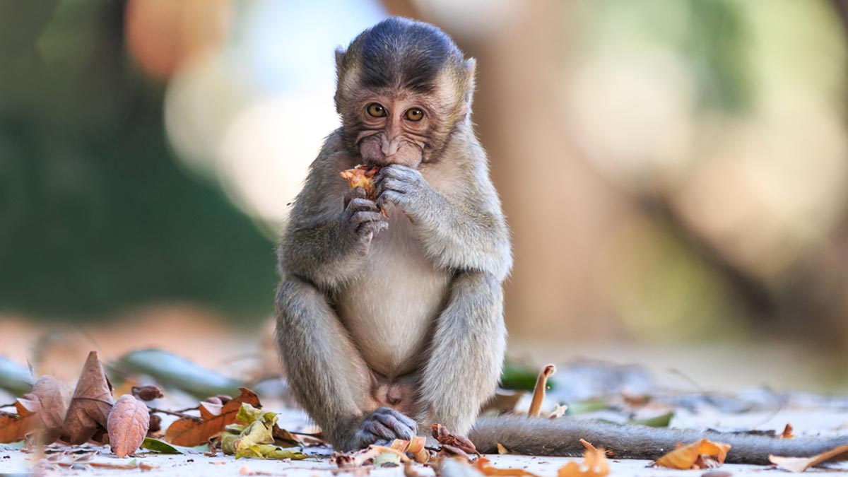 seeing monkey at home meaning hindi