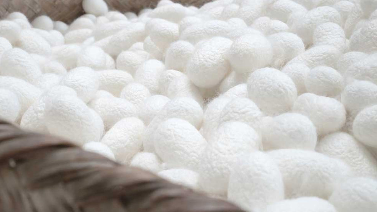 silk worm and cocoon