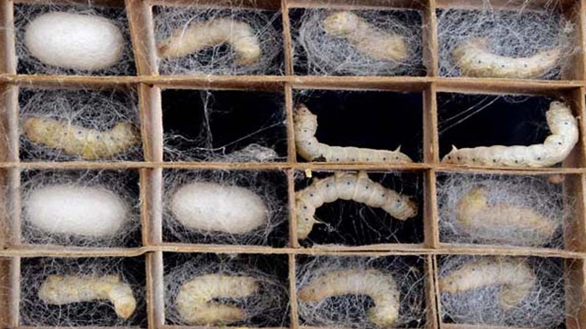 silk worm compartment