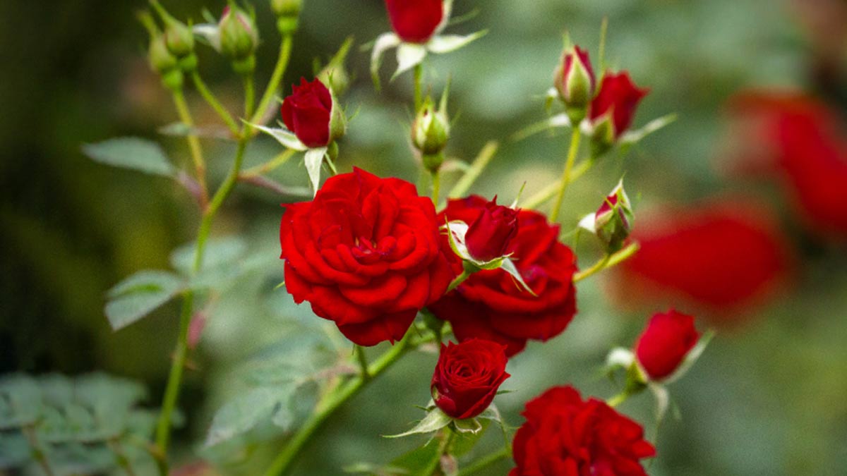 Rose Plant Care: गुलाब के पौधे में डालें 5 रुपये की यह चीज, गुच्छों में खिलेंगे खूबसूरत फूल 