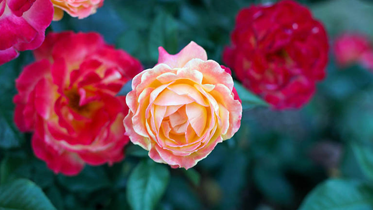 एक गुलाब के पौधे पर मिल सकते हैं दो अलग रंग के फूल, जानें माली की बताई गार्डनिंग ट्रिक 