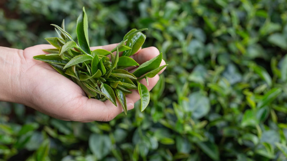 Tea leafs for dry hair