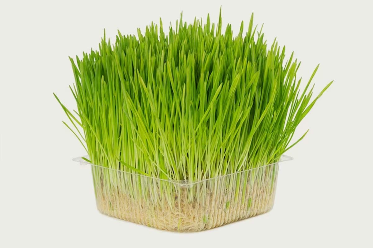 Wheatgrass for endometriosis
