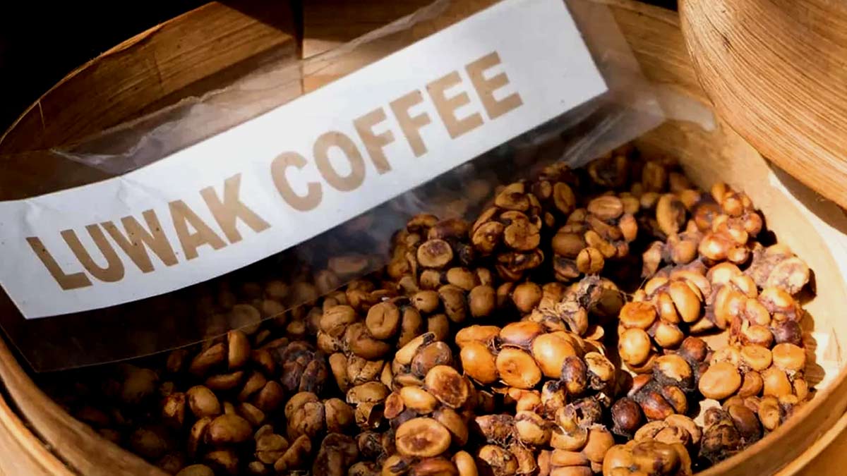 ये है सबसे महंगी कॉफी, 50000 हजार रुपये किलो है बिकती