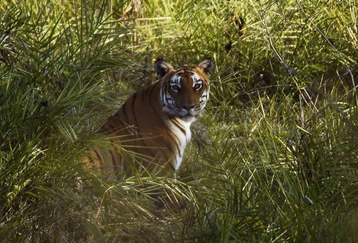 bandipur national park