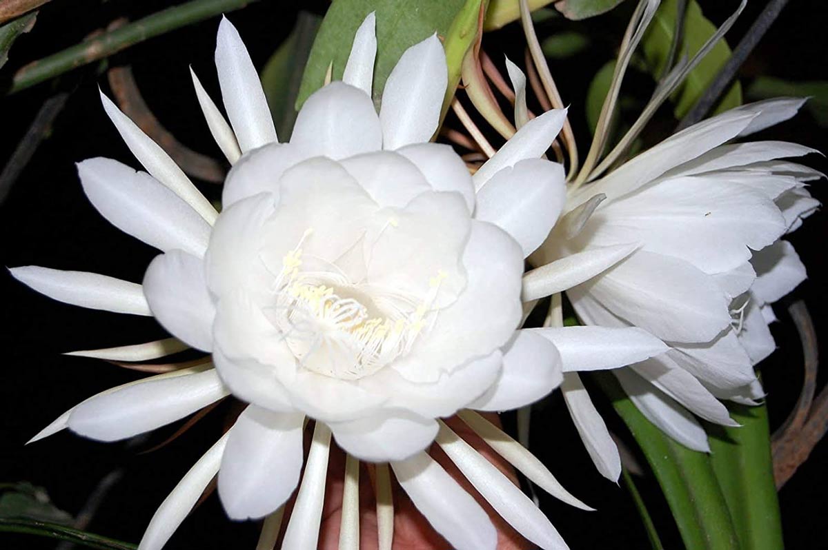 brahma kamal plant and its growth