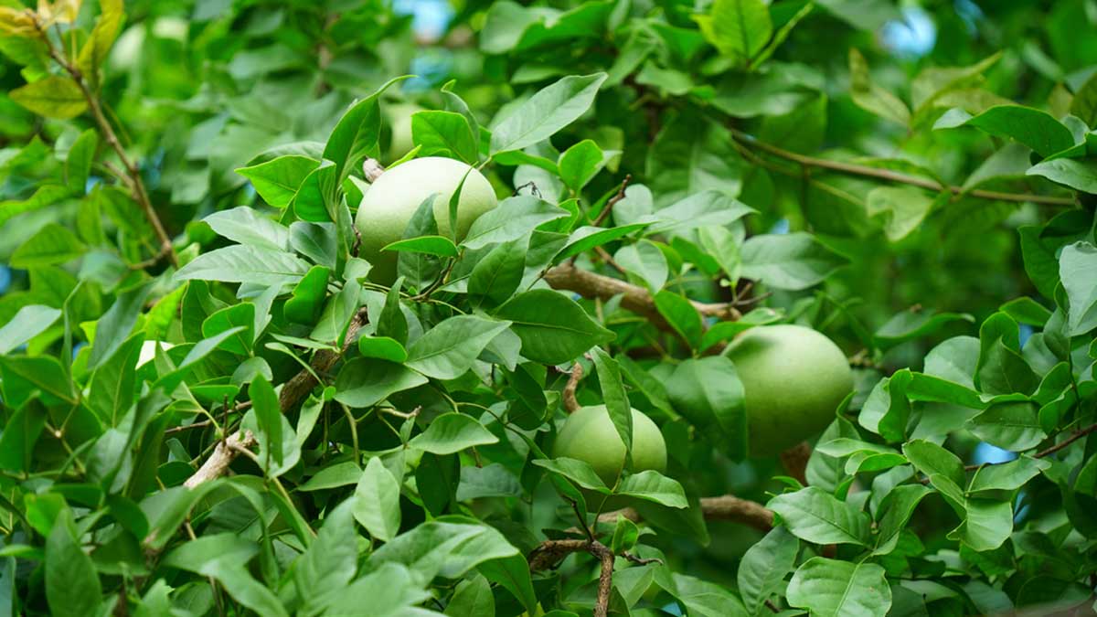 धार्मिक ग्रंथों के अनुसार बेल के पेड़ से जुड़ी 7 महत्वपूर्ण बातें | 7  important things related to bael tree | HerZindagi