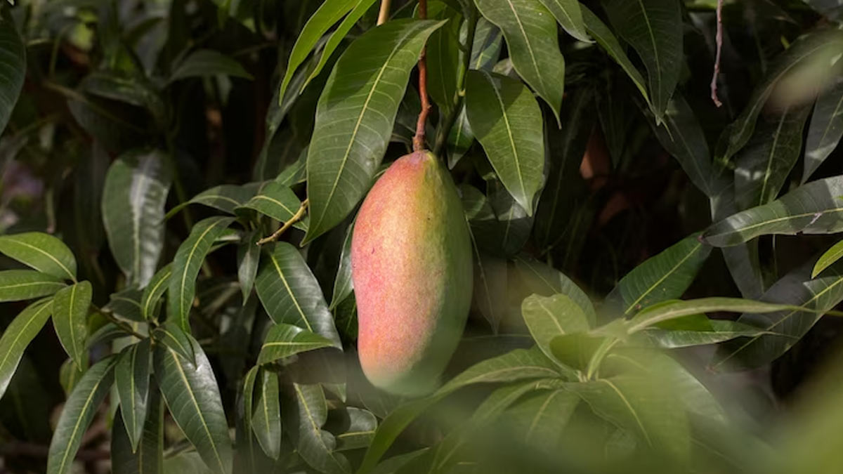 famous mango varieties in india