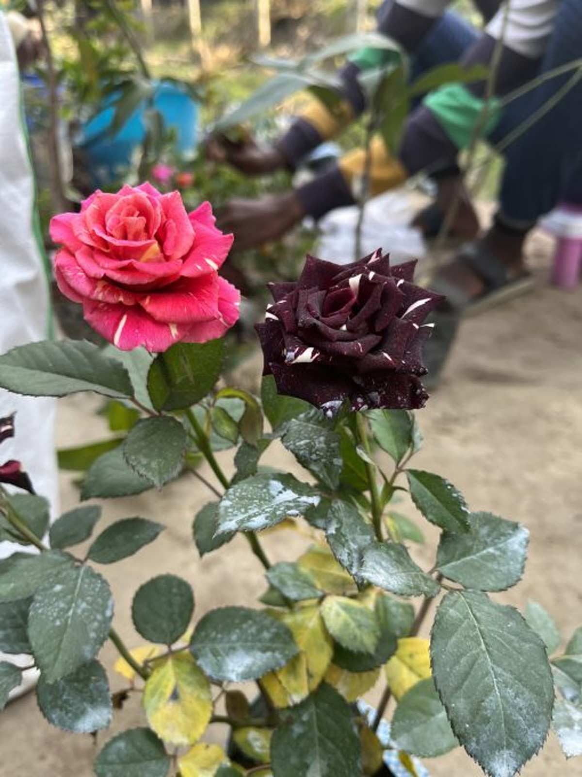 grafting and making new rose plant