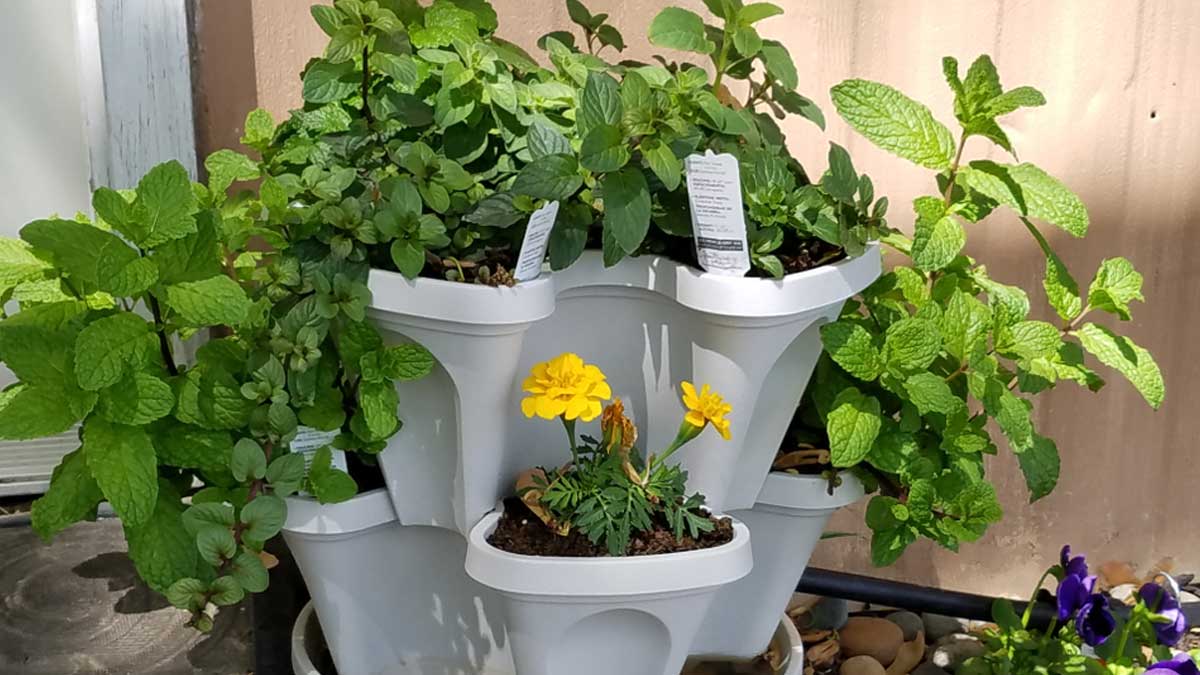 Buying Tips: पुदीने का पौधा खरीदने के टिप्स एंड ट्रिक्स 