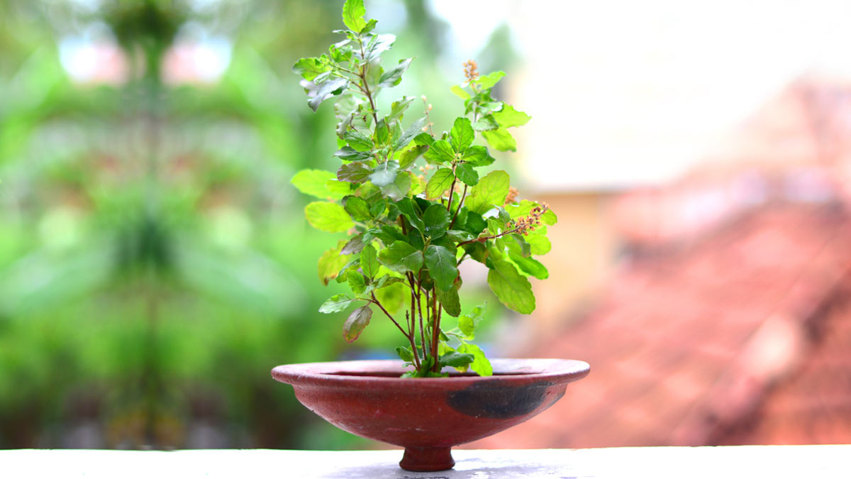 How To Grow Tulsi Plant At Home | HerZindagi