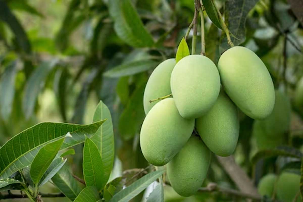 how to make mango and garlic chutney in hindi