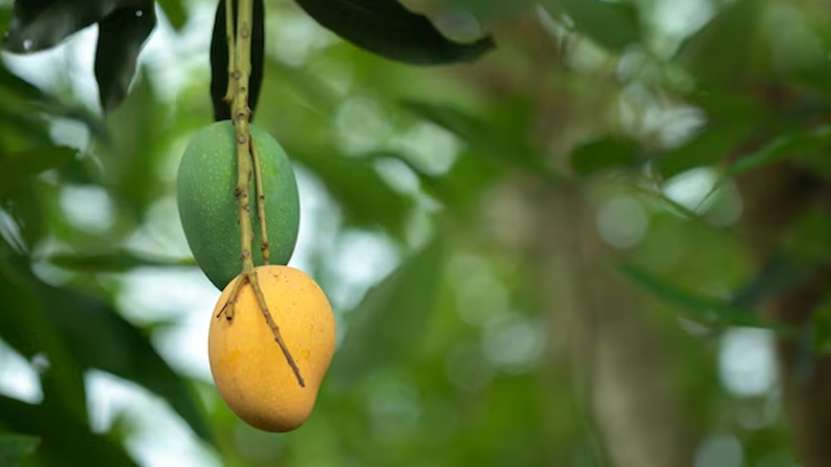 identify artificial mangoes