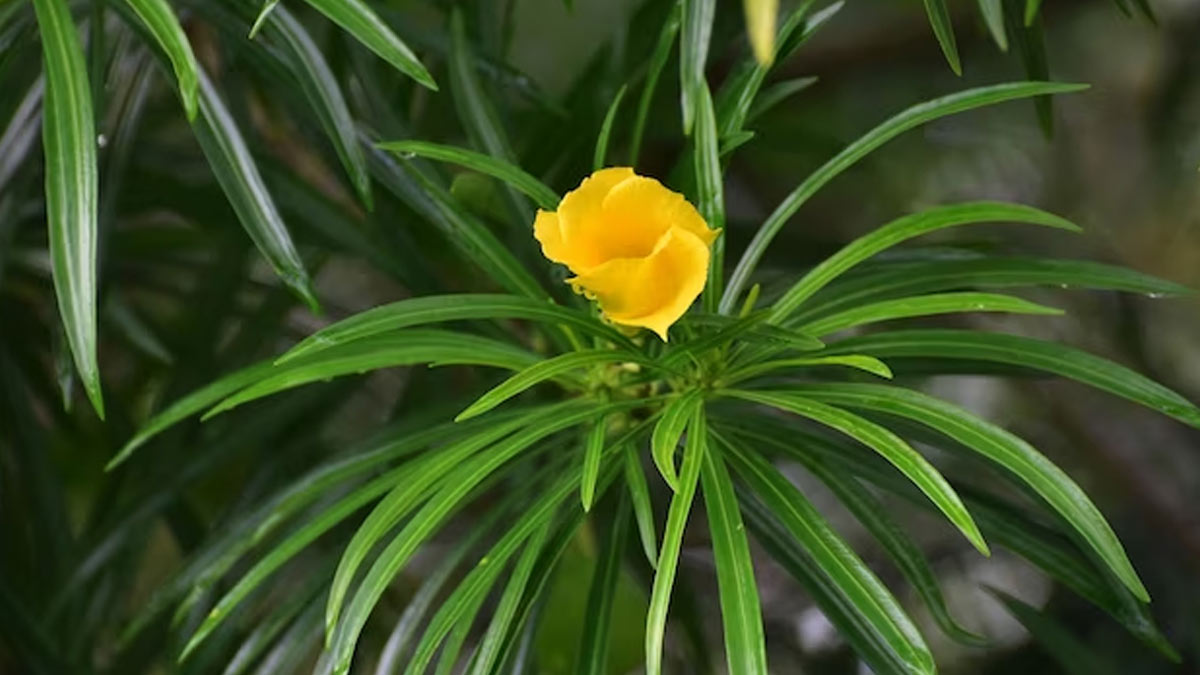 lord shiva favourite flower in hindi