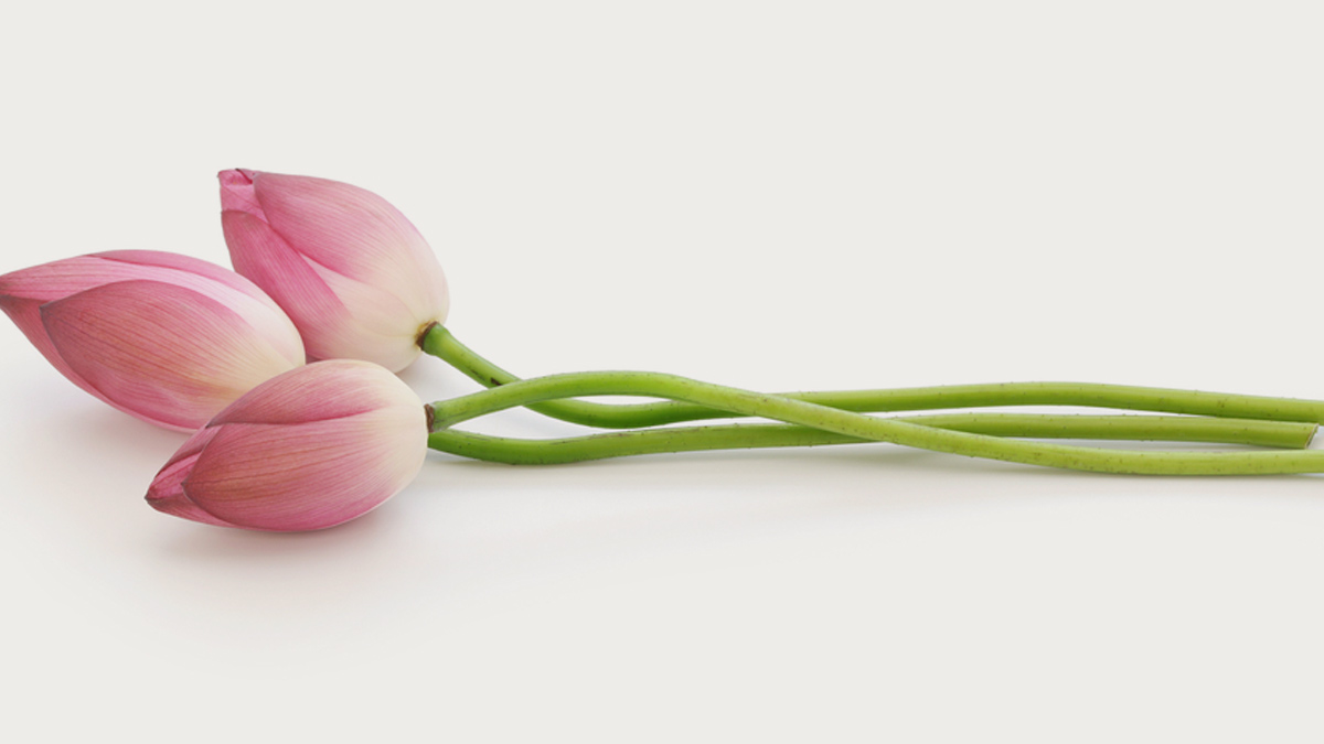 lotus benefits and uses for health