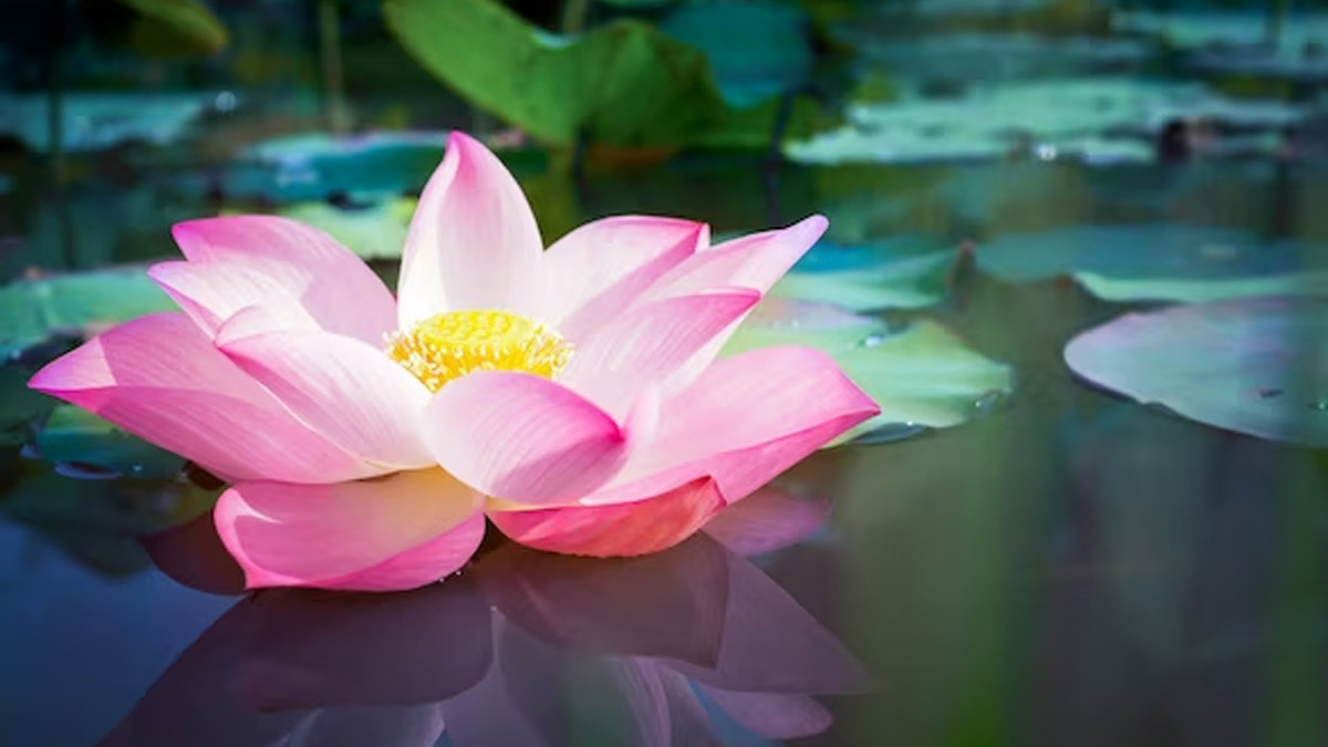 lotus benefits for infection