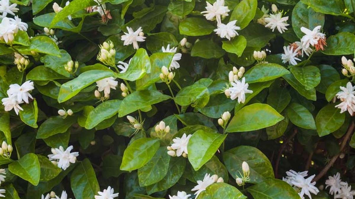 mogra and its flowers