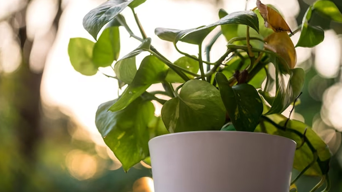 money plant vastu rules