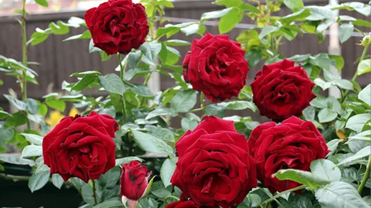 new rose plant grafting