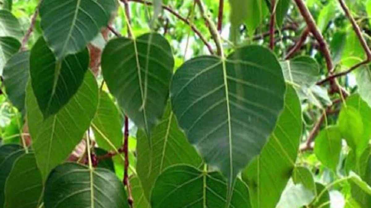 peepal tree and vastu