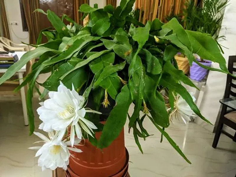 plant and brahma kamal