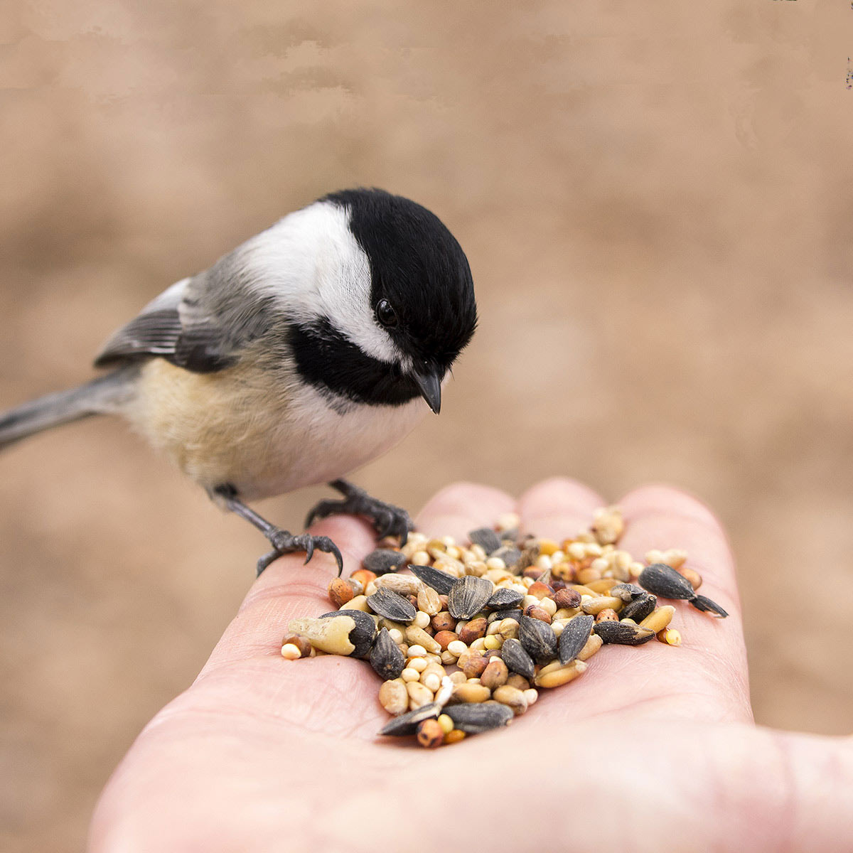 Feeding Birds Astro Benefits पक्षियों को दाना खिलाने से मिलते हैं ये